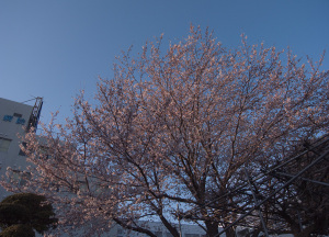 20150331桜