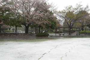 20100417桜と雪
