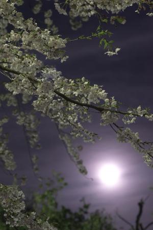 20170412夜桜と満月