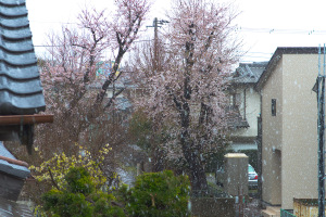 20200329桜と雪