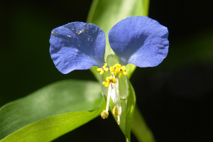 ツユクサ ツユクサ