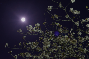 20260403満月・スピカ・夜桜